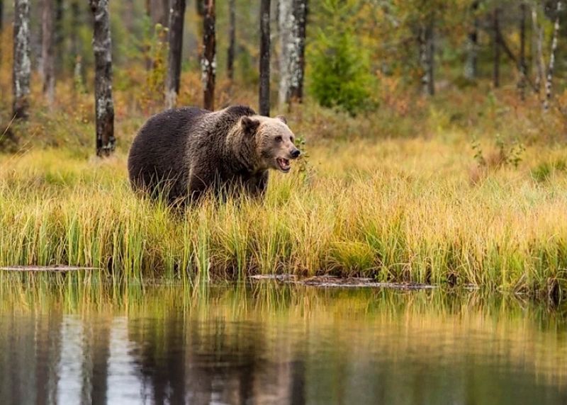 Численность медведей будут повышать в Батецком, Боровичском, Валдайском, Пестовском, Солецком и Холмском районах.