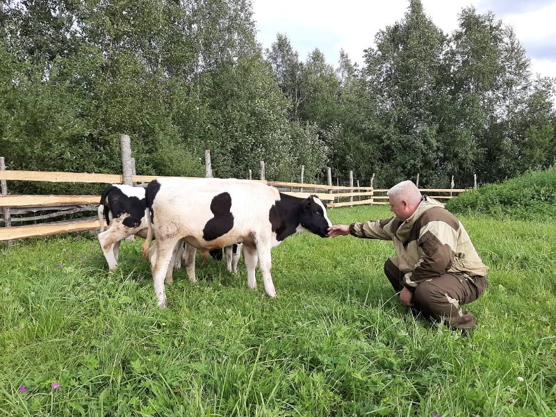 Фермер из Шимского района намерен вкладываться в развитие животноводства