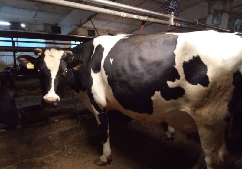 В 2019 году первое место по показателю удоя за 305 дней лактации занимает корова Катя – она дала 11827 кг молока.