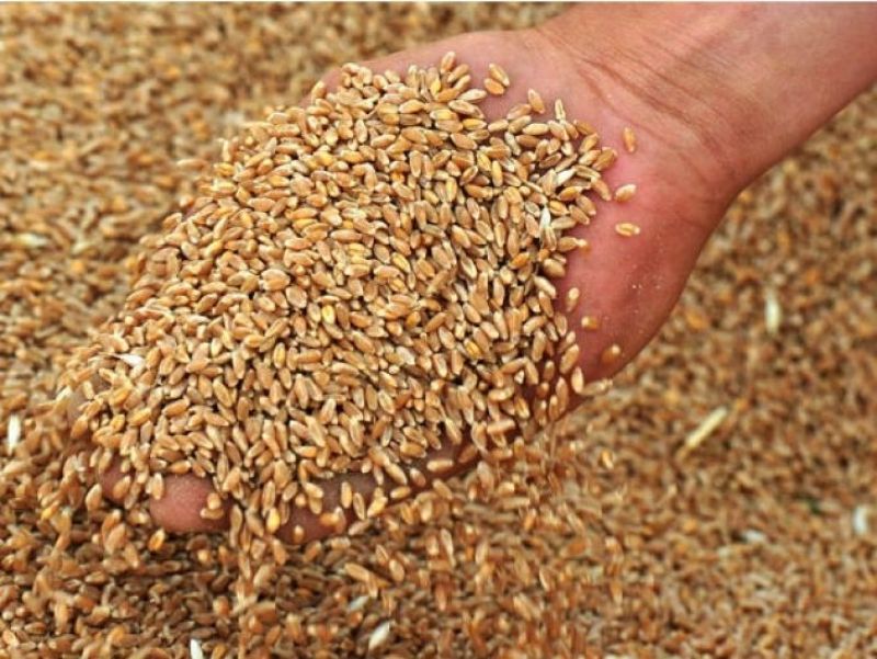 Сельхозпредприятия и фермеры произвели 43,1 тыс. тонн зерна – в 2,3 раза больше уровня 2018 года.