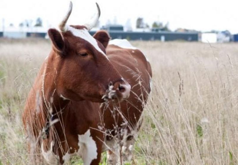 На ферме СПК «Левочский» среди коров имеются свои рекордистки.