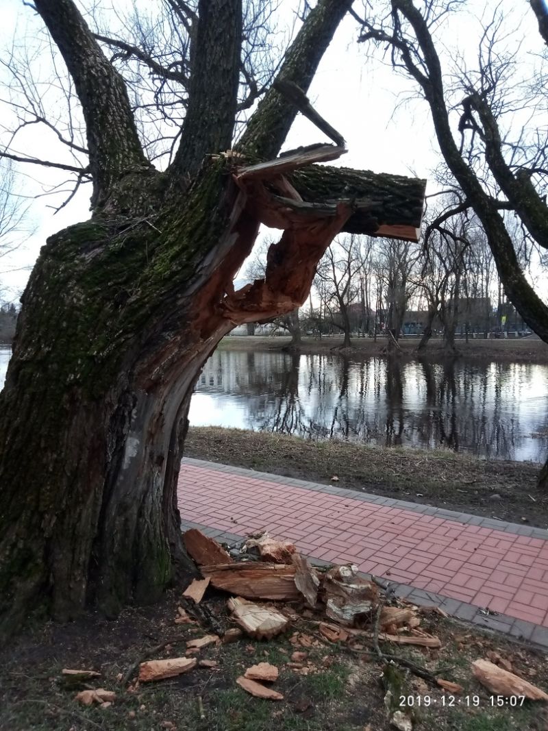 Об угрожающем здоровью прохожих дереве Семёнова-Прокопчук сообщила в администрацию района 19 декабря минувшего года