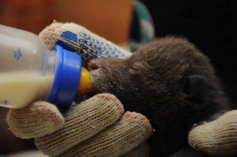 На прошлой неделе в тверской центр спасения бурого медведя были доставлены три сироты из Демянского и Марёвского районов.