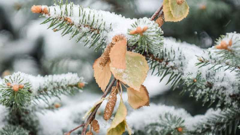 В начале марта в Новгородской области возможна волна холода, но непродолжительная.