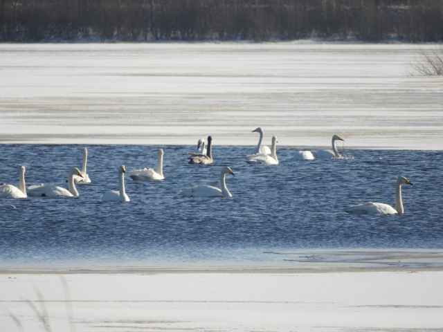 Лебеди-кликуны в окрестностях Великого Новгорода 29 февраля.