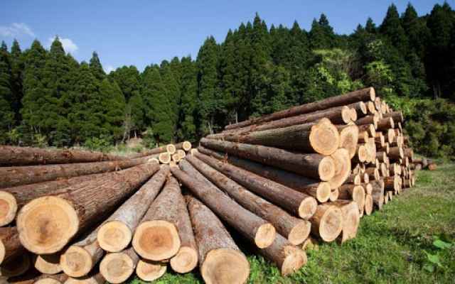 В 2020 году от использования лесов планируется обеспечить почти 1 млрд рублей совокупных поступлений в бюджеты разных уровней.