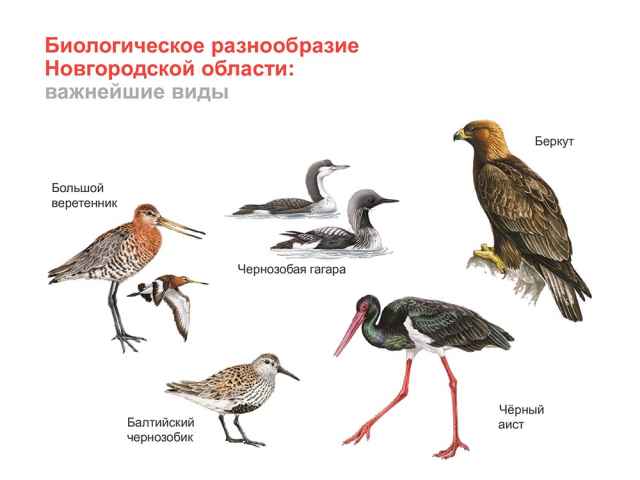 Среди необходимых мер охраны птиц – строгое соблюдение режима охраны особо охраняемых природных территорий.