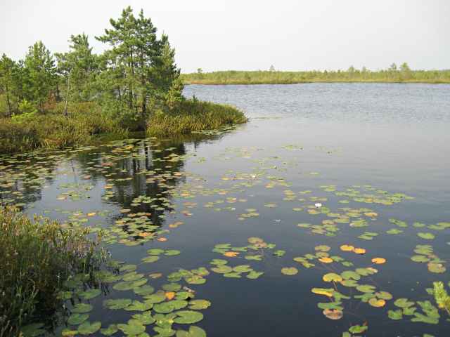 Государственный природный заказник «Рдейский» создан в сентябре 1977 года и предназначен для сохранения восточной части особо ценного водно-болотного угодья «Полистово-Ловатская болотная система»