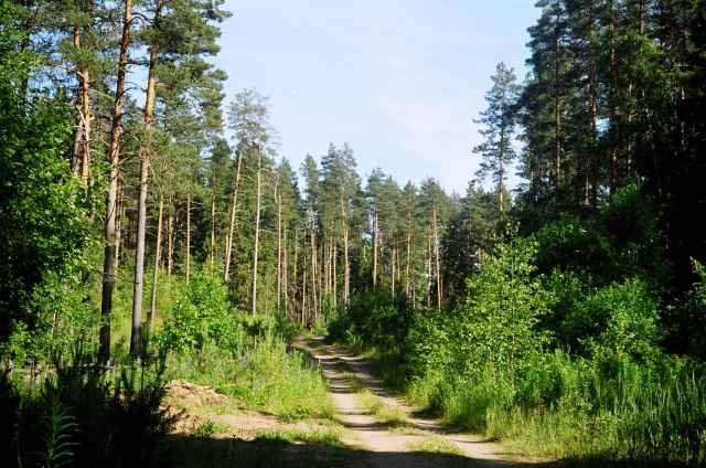 В Новгородской области леса занимают 64% территории