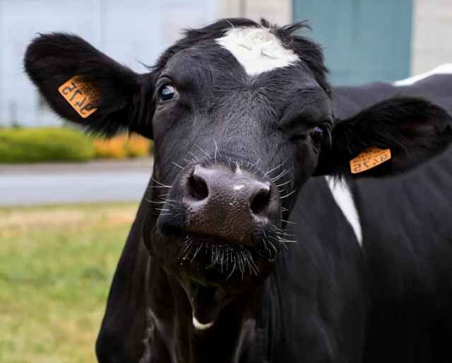 По сравнению с первыми тремя месяцами 2019 года поголовье крупного рогатого скота сократилось на 3,1%, в том числе коров – на 4,3%.