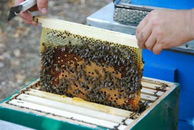 В прошлом сезоне некоторые новгородские пчелохозяйства пострадали по вине сельхозорганизаций, которые без предупреждения опыляли посевы агрохимикатами