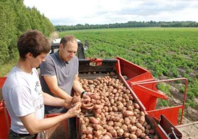 Выращиванием семенного картофеля на безвирусной основе в области занимаются четыре семеноводческих хозяйств.