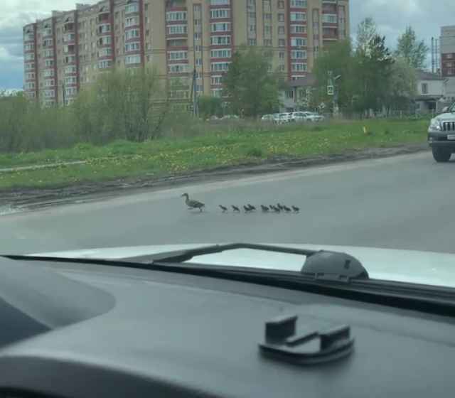 Сегодня в паблике «ЧП 53 Великий Новгород. Новости» появилась видеозапись, на которой видно, как водитель на иномарке наехал на переходивших дорогу утку с утятами.