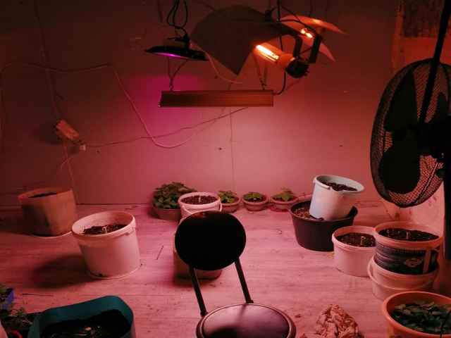 С января по май нынешнего года подозреваемый, проживая в частном доме в деревне Полосы, незаконно культивировал около 20 наркосодержащих растений конопли.