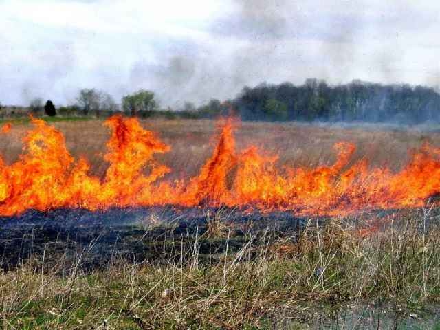 С 30 мая по 1 июня повсеместно на территории Новгородской области ожидается 4 класс пожароопасности.