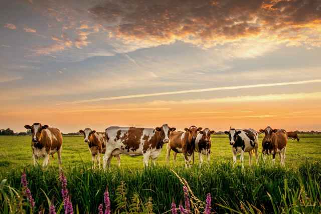Общее количество коров в новых и отремонтированных фермах составит свыше 600.