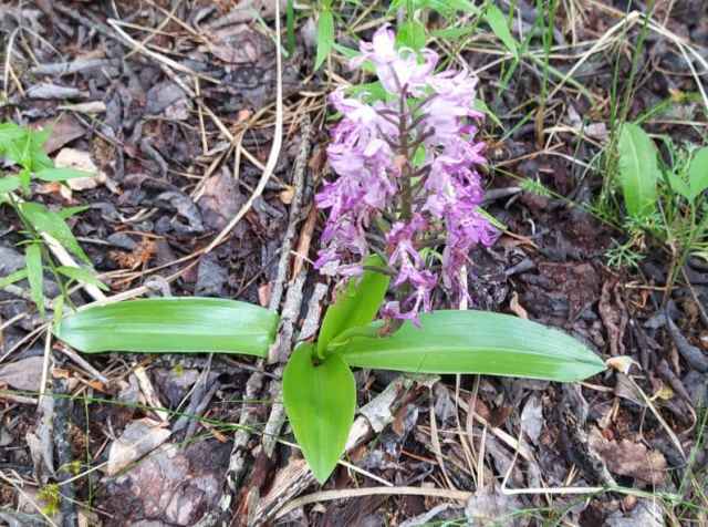 Обилие орхидных в окрестностях Ивня говорит о том, что условия произрастания для них здесь по-прежнему благоприятны. На фото сверху ятрышник шлемоносный.