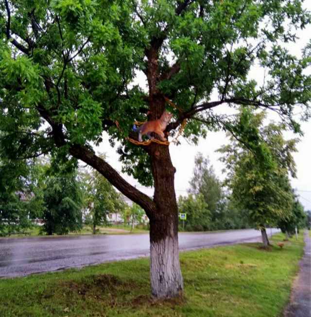 Коты на дубах живут в Великом Новгороде, Мойке, Боровичах, Чудове и Старой Руссе