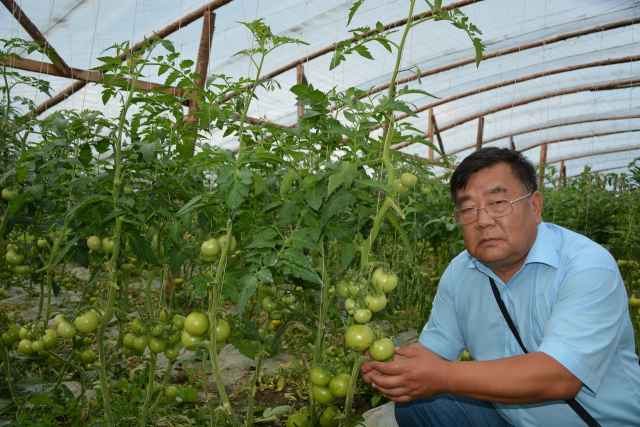 В ближайшие дни овощеводы приступят к уборке томатов, которые занимают в закрытом грунте 30 гектаров