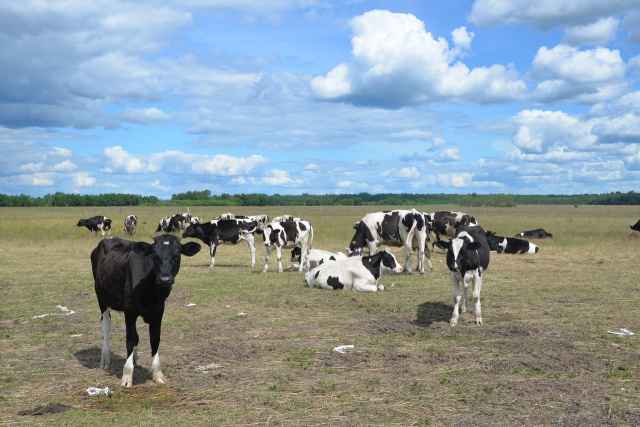 72 животных закупили хозяйства нашей области и 35 голов — сельхозпредприятия Московской области
