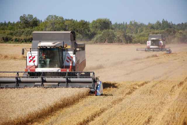 Этим летом озимая пшеница дает свыше 50 центнеров зерна с гектара