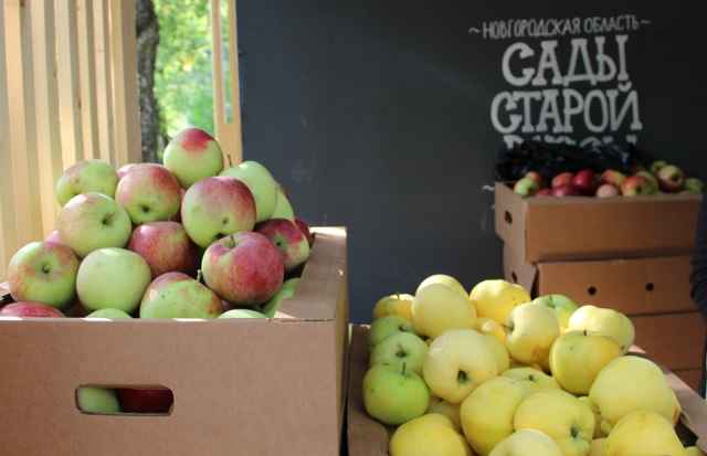 Компания «Сады Старой Руссы» начала деятельность в 2010 году. В садах выращивали около 45 сортов яблонь.