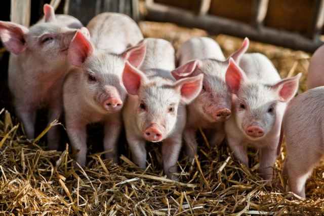 Сейчас в сельхозорганизациях региона насчитывается уже 134,8 тысячи свиней.