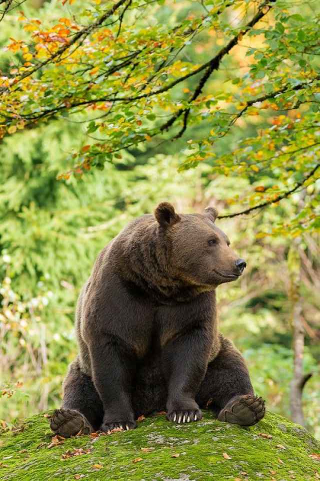 Жители шимских деревень неоднократно видели медведя неподалёку от домов