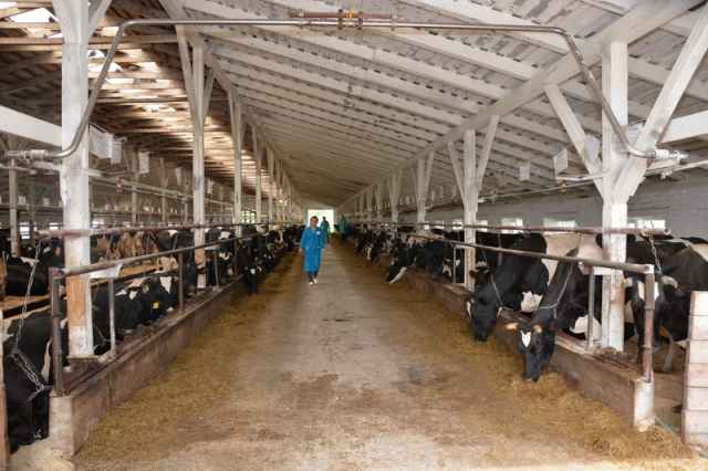 В ЗАО «Савино» содержится 500 коров, 600 голов молодняка крупного рогатого скота