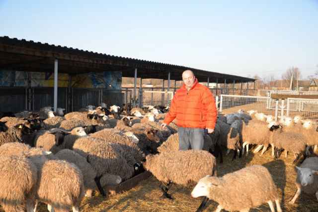 В построенном комплексе содержится свыше 500 овец, и их численность растет