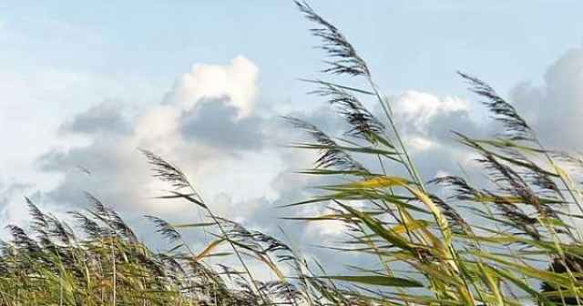 В отдельных районах Новгородской ожидается усиление ветра.