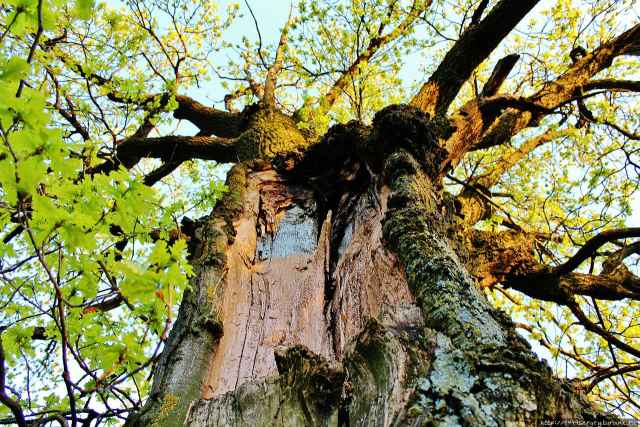У новгородского Горхоза есть план по количеству спиленных деревьев за год