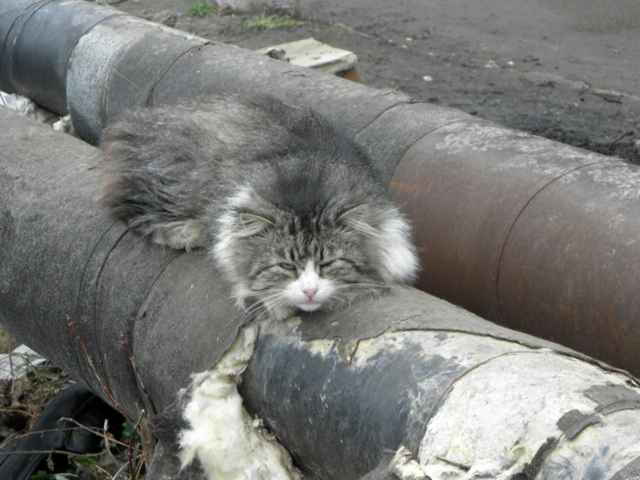 Более двух тысяч котов могут согреться зимой на изношенных теплотрассах в Новгородской области.