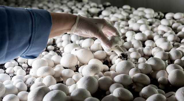 В 2019 году Плодоовощной союз России попросил Минсельхоз отнести грибы к сельхозпродукции.