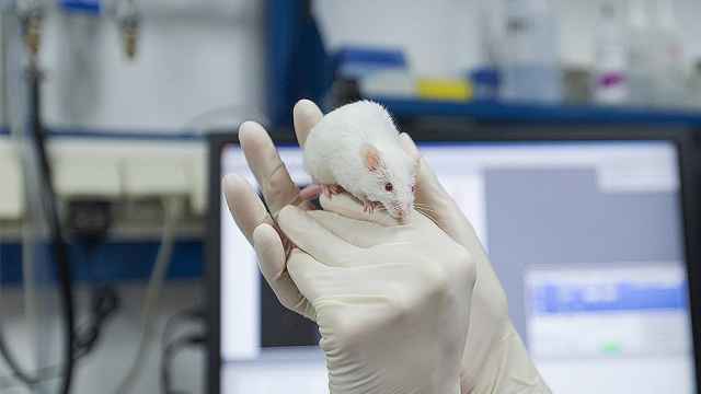 Первый этап исследования с использованием крыс в Новгородской области прошёл в 2019 году