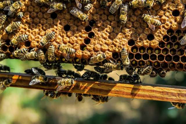 В 1990 году в России в хозяйствах всех категорий содержалось 4,5 млн пчелиных семей, к 2000 году их количество снизилось до 3,4 млн.