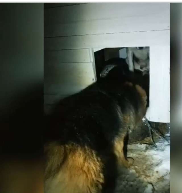 Деревенский пёс по кличке Плешик в мороз предоставил двум потерявшимся собакам будку и еду.