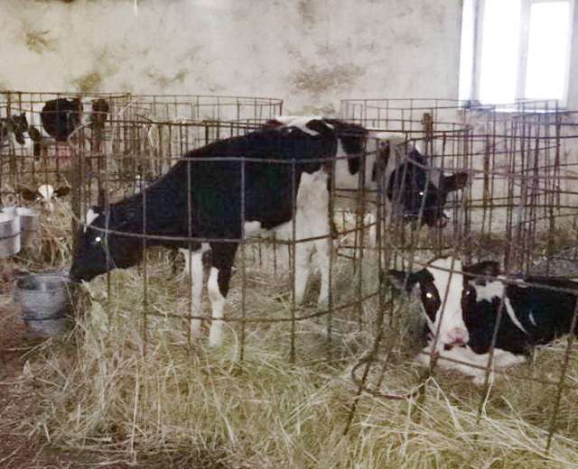 После проведения ареста все коровы остались на ответственном хранении у должника