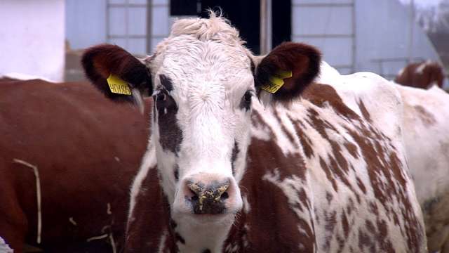 На ферме Романа Ярошенко разводят коров айширской породы.