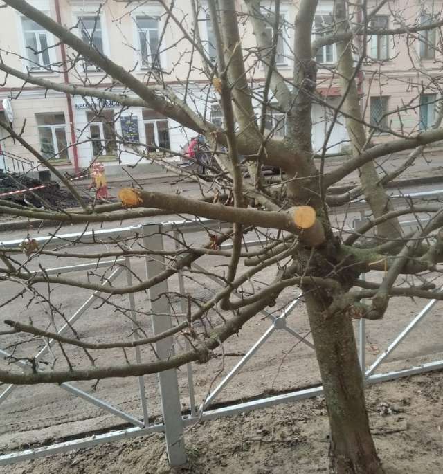 Активисты назвали обрезку яблонь на Ильиной улице вредительством.