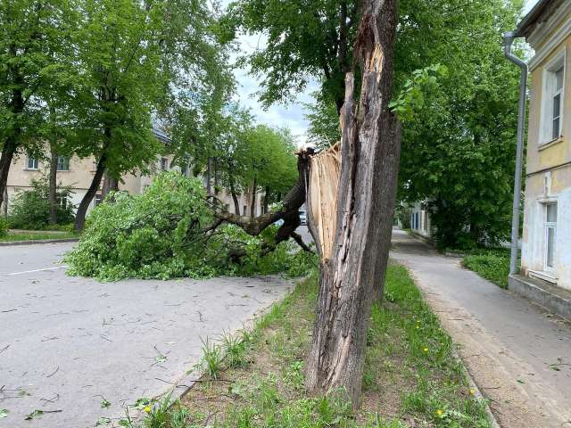 В Великом Новгороде ветер сломал несколько деревьев.