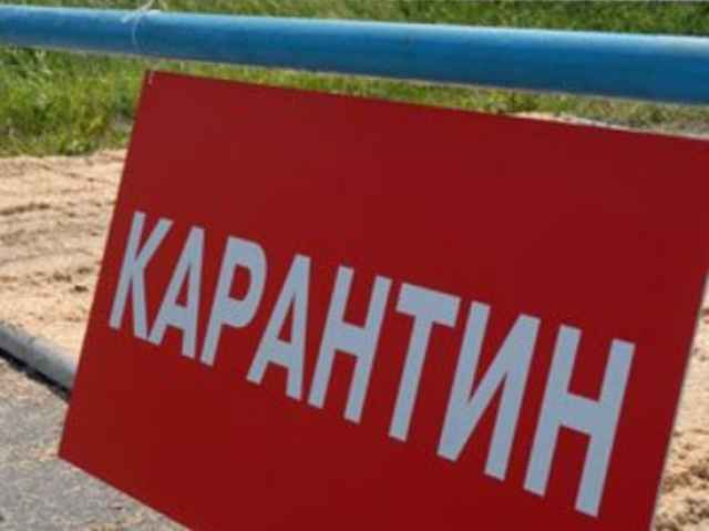 На территории Красноборского сельского поселения в Холмском районе установят карантин по бешенству.