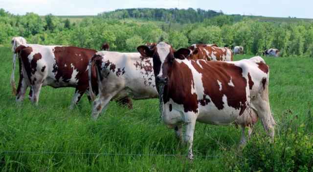 Из молока коров айрширской породы Татьяна Данковская производит до 30 кг полумягкого сыра в месяц.