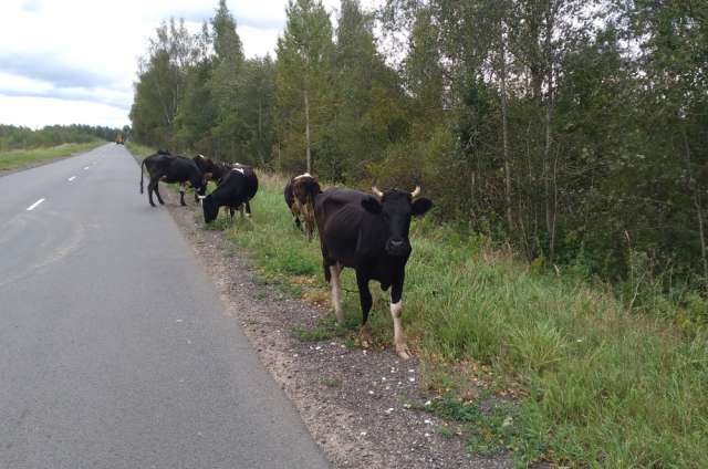 Со следующего года в сельской администрации обещают контролировать выпас коров.