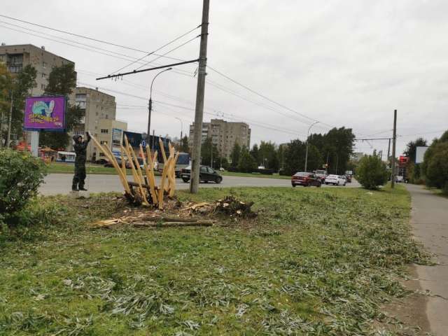 Зафиксировано несколько случаев повреждения кустов и деревьев на улицах Великого Новгорода.