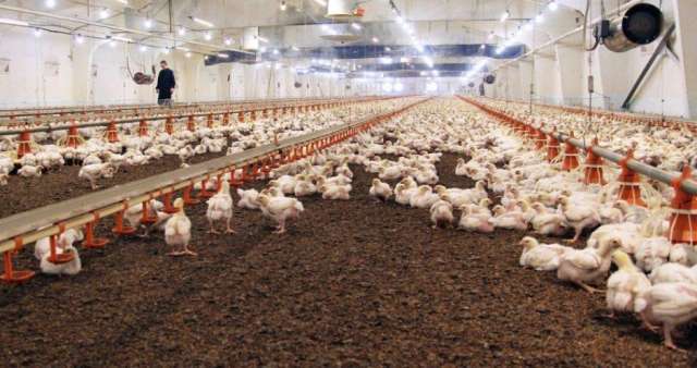 Новгородские производители сейчас перекрывают потребность жителей региона в мясе птицы в 3,5 раза.