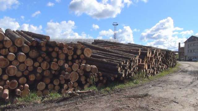 Мужчина незаконно вырубил сверх нормы более 180 кубометров деревьев хвойных пород.