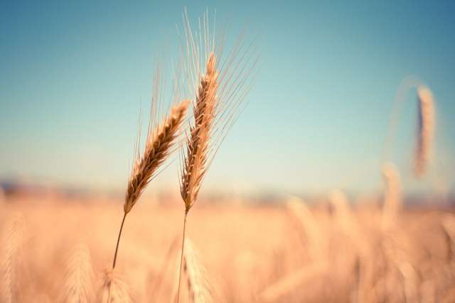 Производством зерновых культур в Новгородской области занимаются более 20 предприятий и крестьянских фермерских хозяйств.