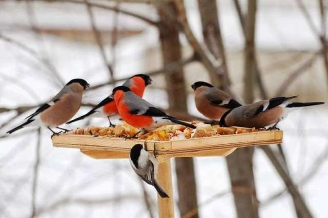 Фотоконкурс проходит в рамках акции «Покорми птиц зимой».