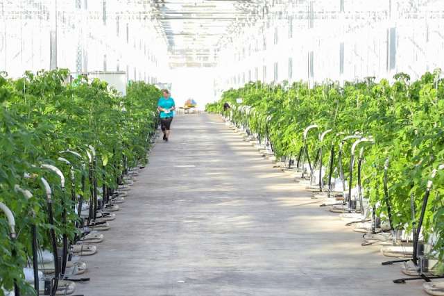Выращиванием овощей в теплицах круглогодичного производства занимаются две компании – ООО «Трубичино» и ООО «ЭкоФорт».